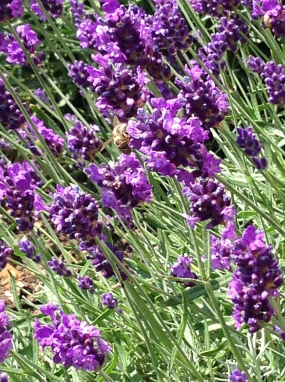The lavender bushes that Ajaz planted in how mother's garden, in the sunshine, with bees buzzing around them.